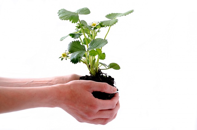 Nourishing faith